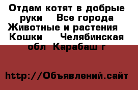 Отдам котят в добрые руки. - Все города Животные и растения » Кошки   . Челябинская обл.,Карабаш г.